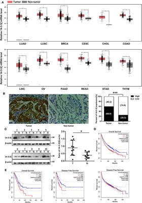 Targeting 14-3-3ζ Overcomes Resistance to Epidermal Growth Factor Receptor-Tyrosine Kinase Inhibitors in Lung Adenocarcinoma via BMP2/Smad/ID1 Signaling